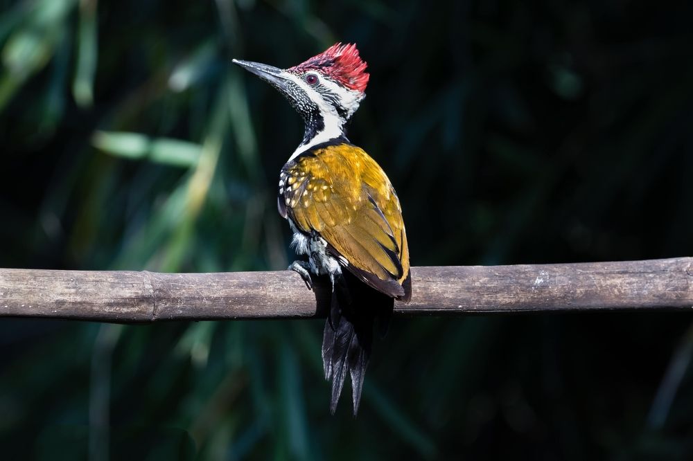 Photograph by Amrutesh Gopal