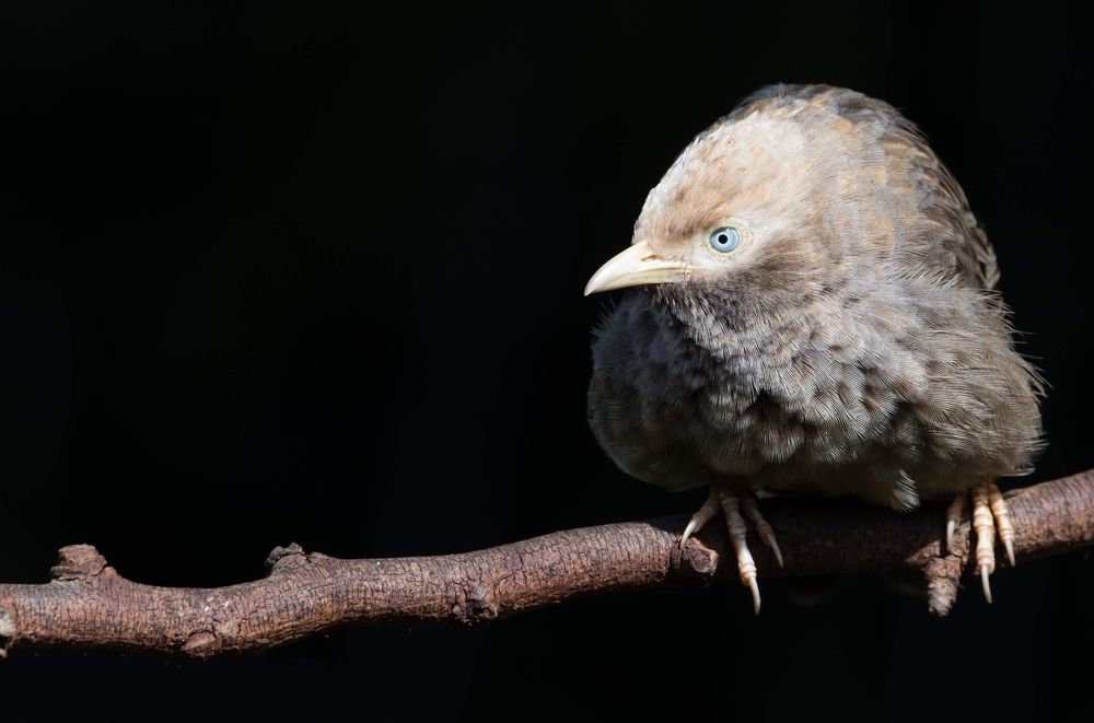 Photograph by Amrutesh Gopal