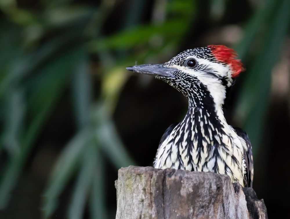 Photograph by Amrutesh Gopal