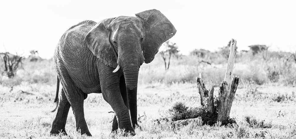 Photograph by Henri Burger