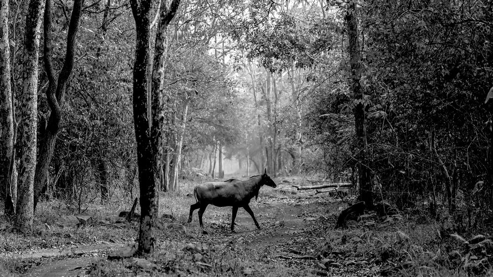 Walking in serinity!