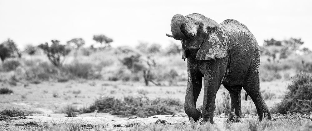 Photograph by Henri Burger