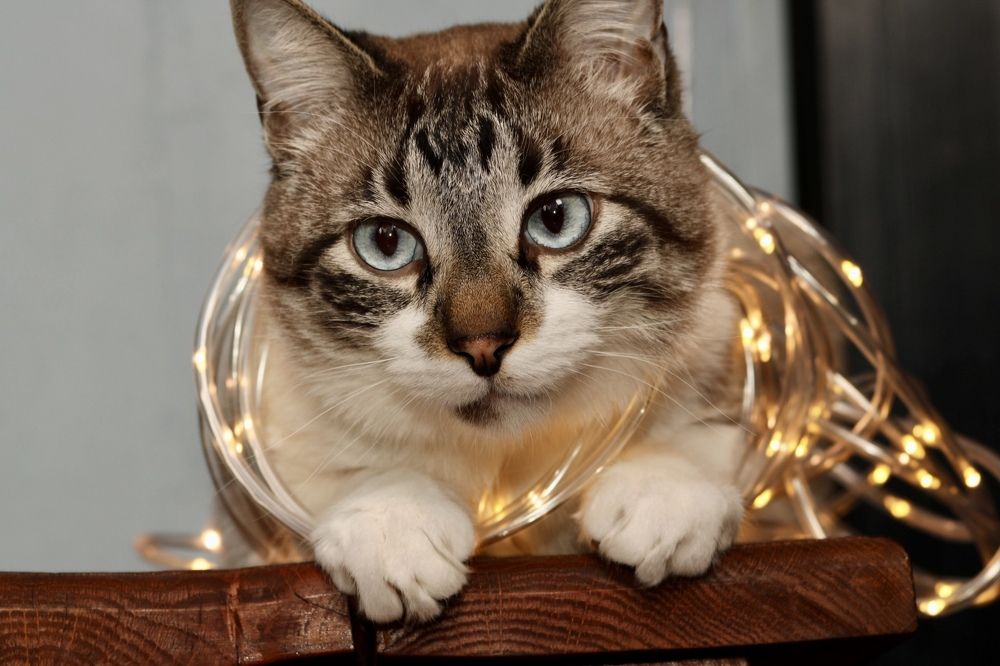 Photograph by Света Троянова