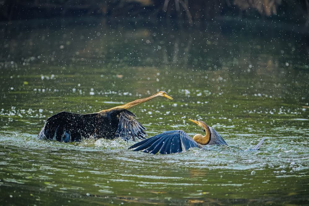 Photograph by Dhruv Shilpi