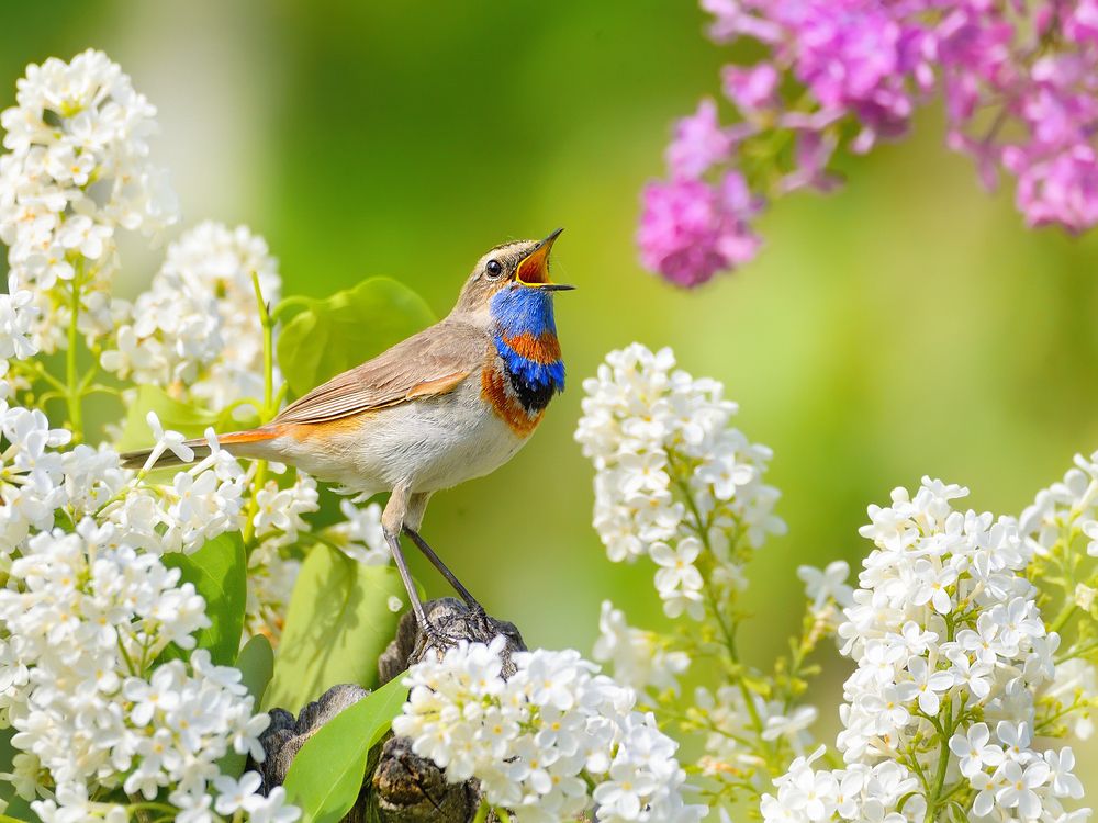 Весенние напевы