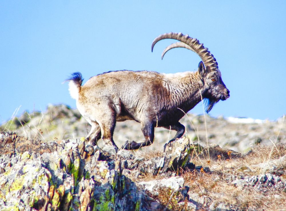 Photograph by Ulzii Ulziibat