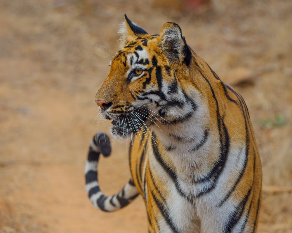 Photograph by Venkat Mangudi