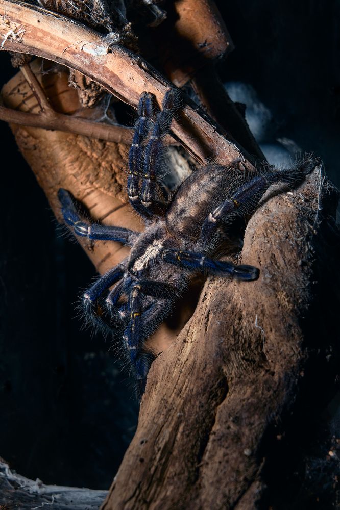 Photograph by Yuli Lerou