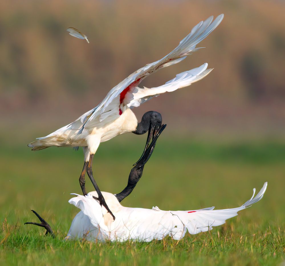 Photograph by Abhishek Manna