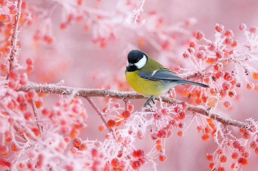 Чупа - Чупсы от Деда Мороза