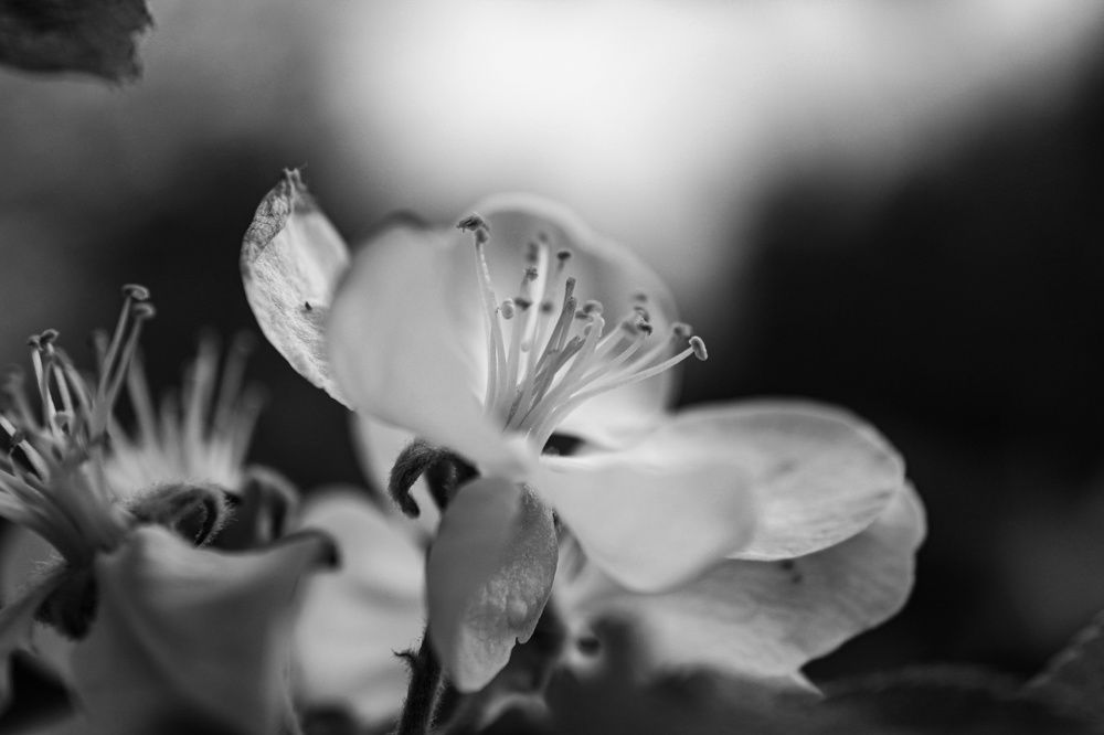 Photograph by Ирина Дмитриенко