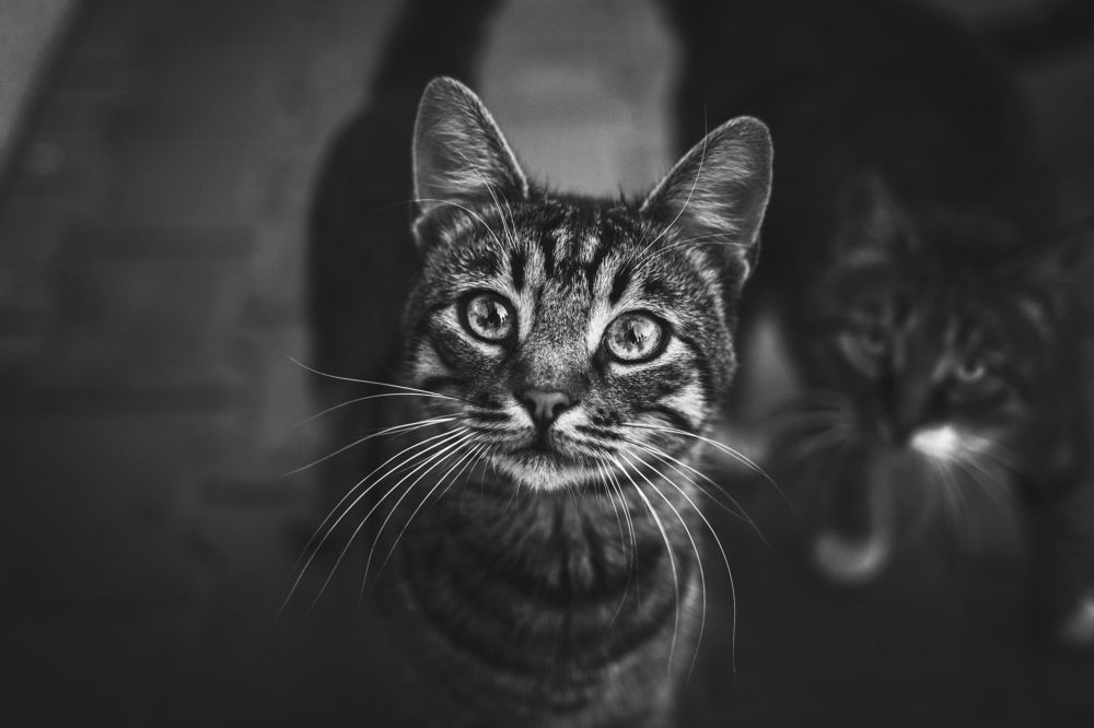 Photograph by Владислав Коломеец