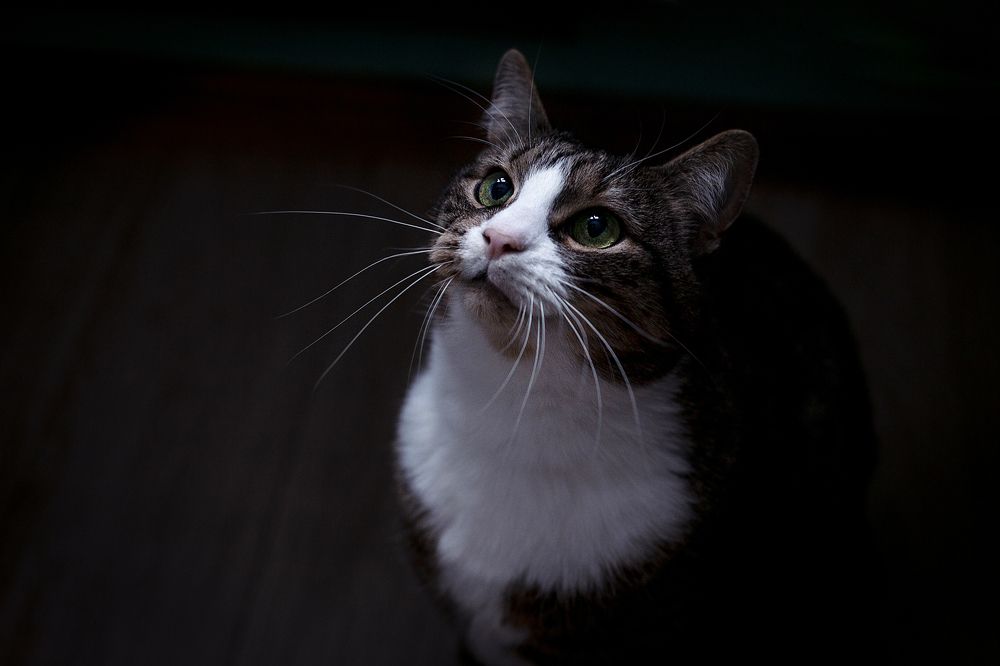 Фотография автора Станислава Гордеева