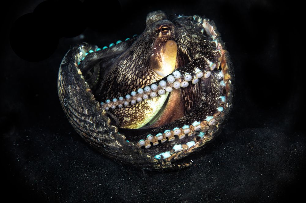 Photograph by Rodrigo Gavilan