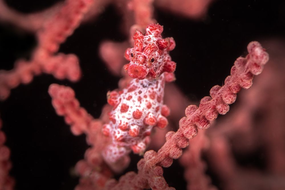 Photograph by Rodrigo Gavilan