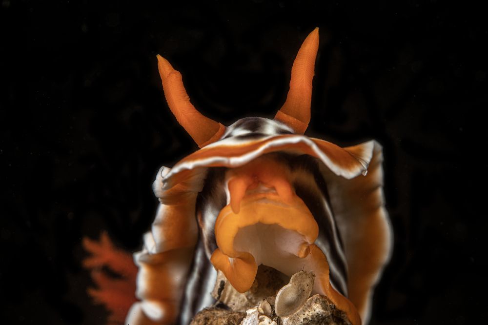 Photograph by Rodrigo Gavilan