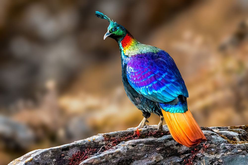 Photograph by Rajib Kumar Dana