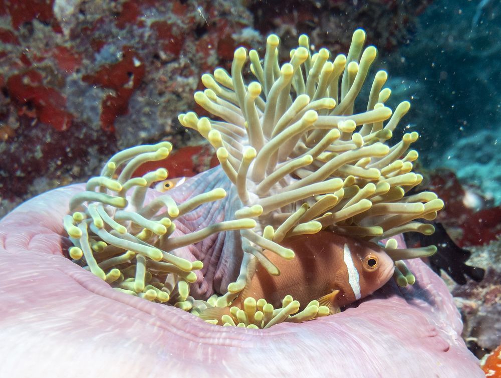 Photograph by Галина Михоношина