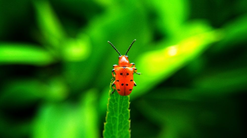 Photograph by Дмитрий Леонтенко