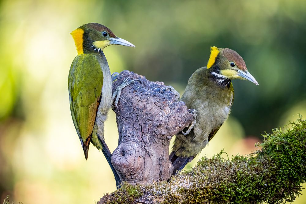 Photograph by Rajib Kumar Dana