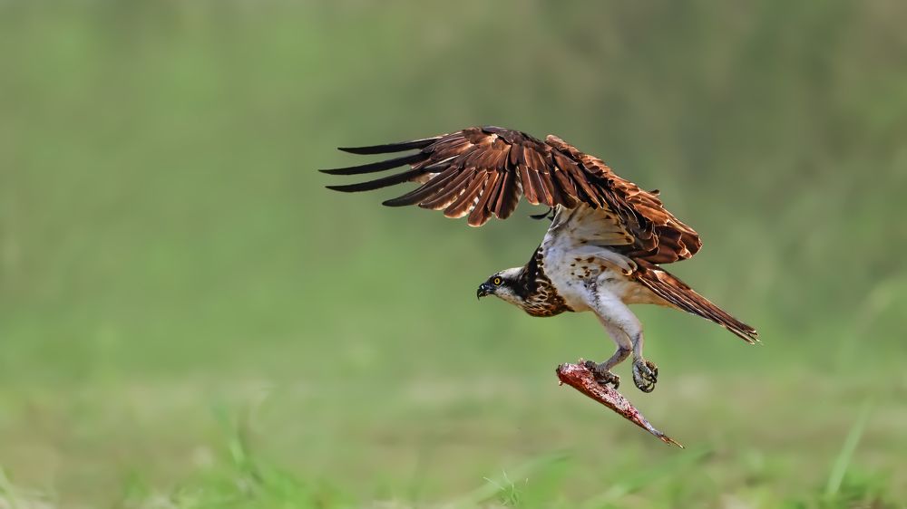 LET ME FINISH MY LUNCH