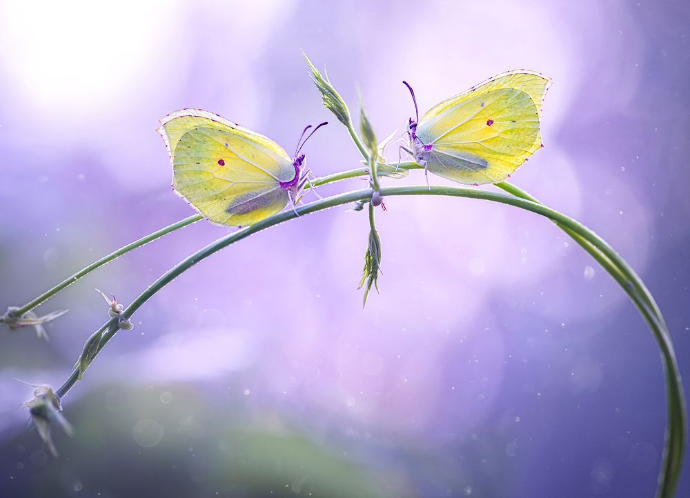 Bedtime stories/Сказки на ночь