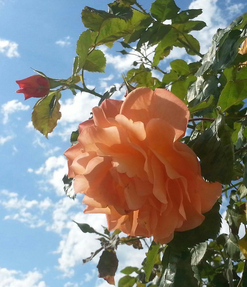 Photograph by Ольга Тихонова