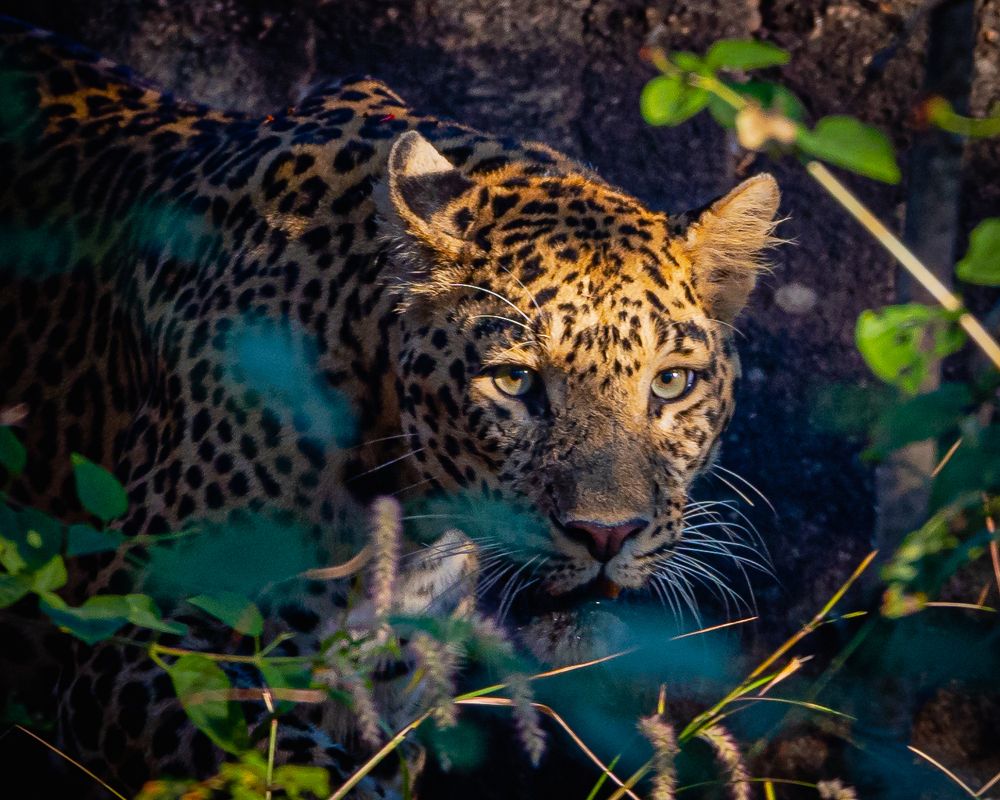 Capturing the Grace and Power of the Leopard: A Journey Through the Lens
