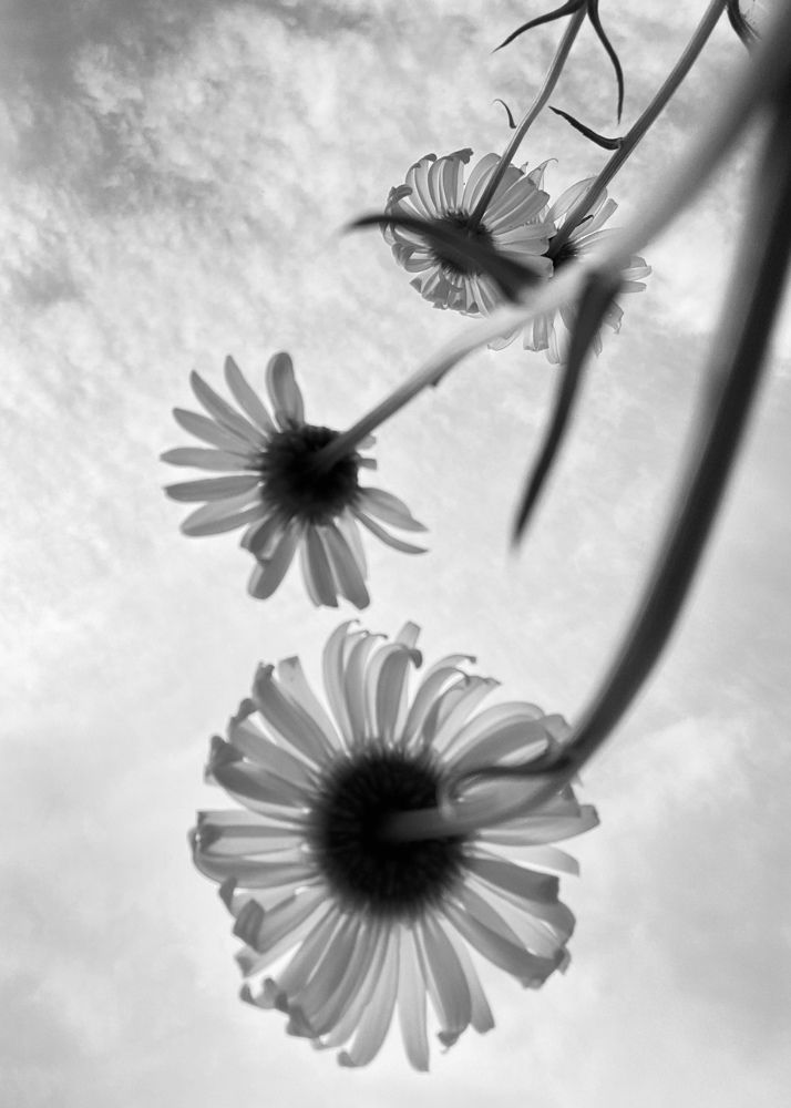 Фотография автора ГУЗАЛИЯ ГАНИЕВА