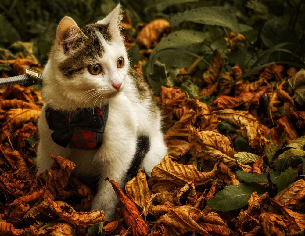 Photograph by Ирина Шафиева