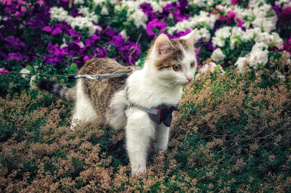 Photograph by Ирина Шафиева