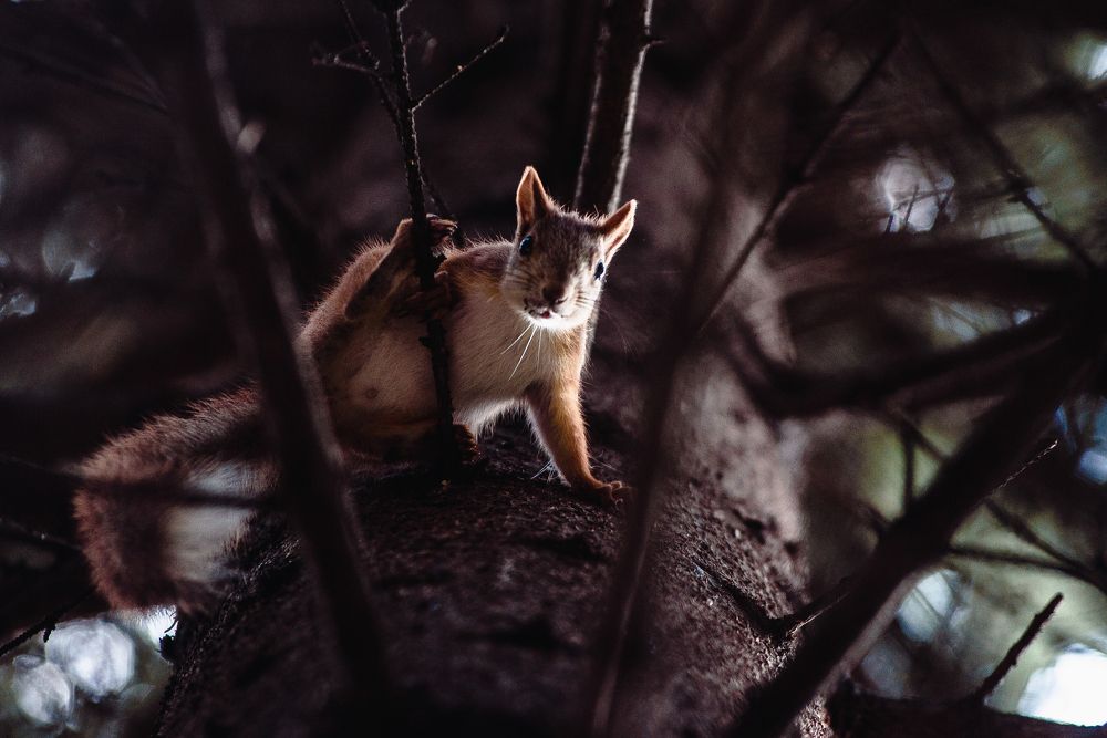 Photograph by Никита Иванюшкин