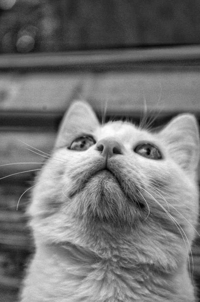 Photograph by Ирина Шафиева