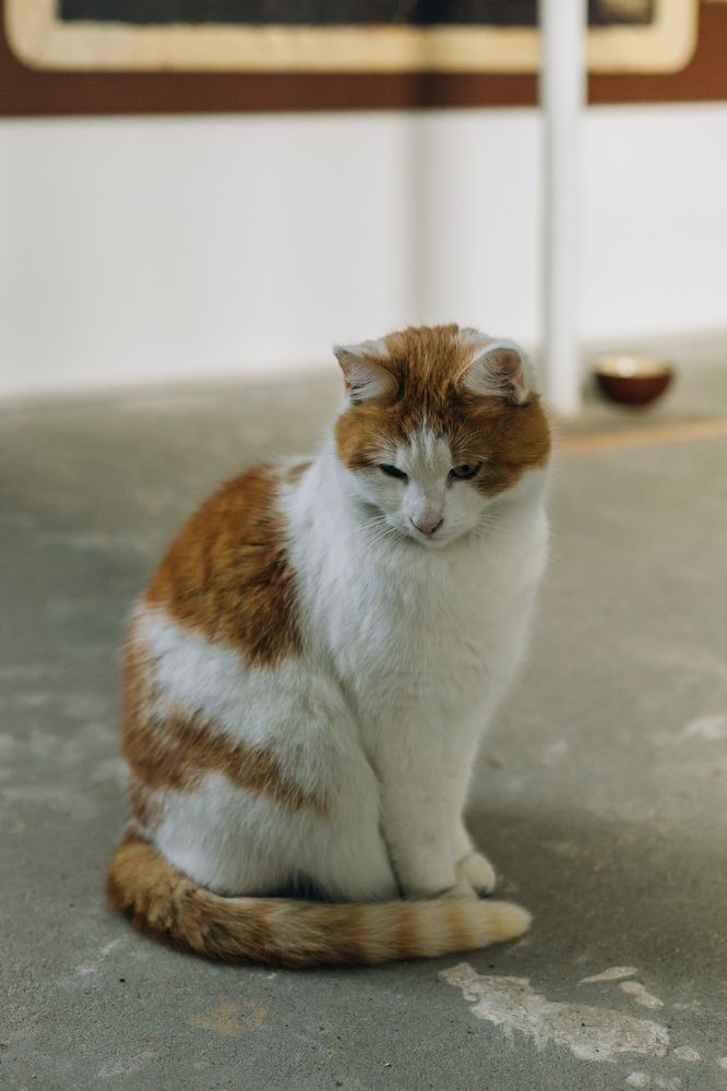 Cat in the church