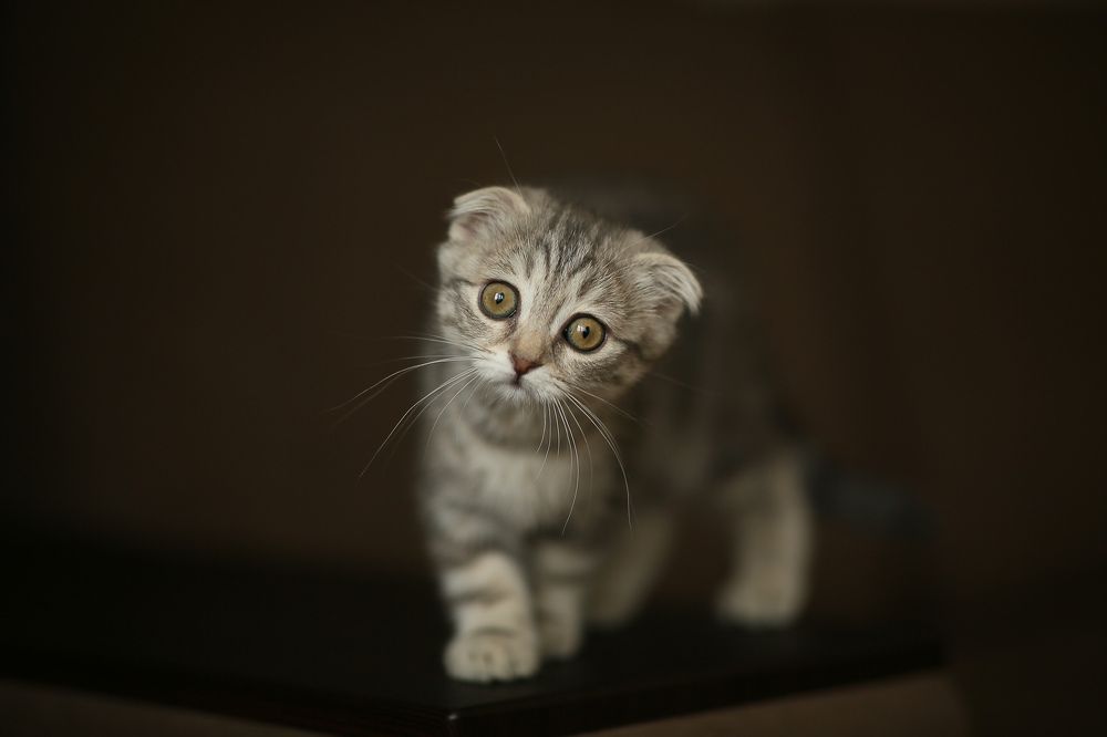 Photograph by Леся Курасова