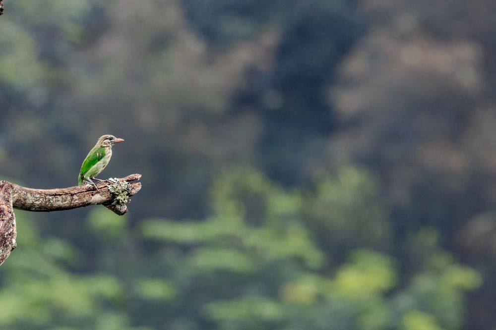 White-cheeked Barbet scape