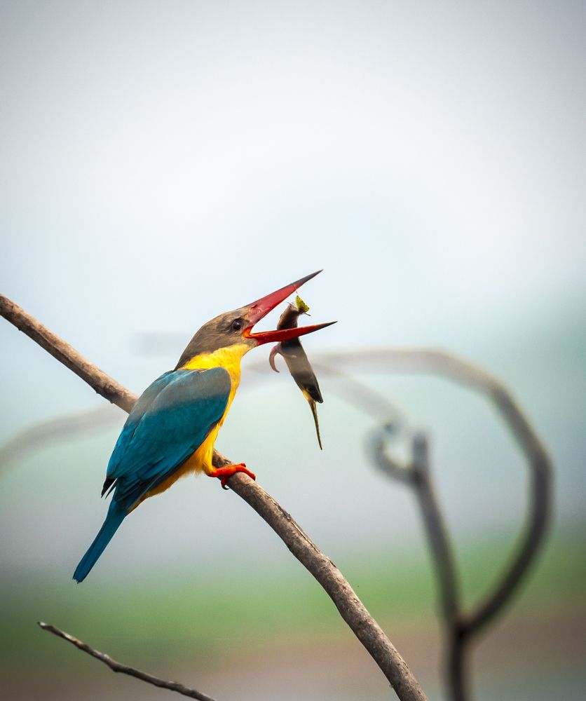 Stork-billed kingfisher with catch