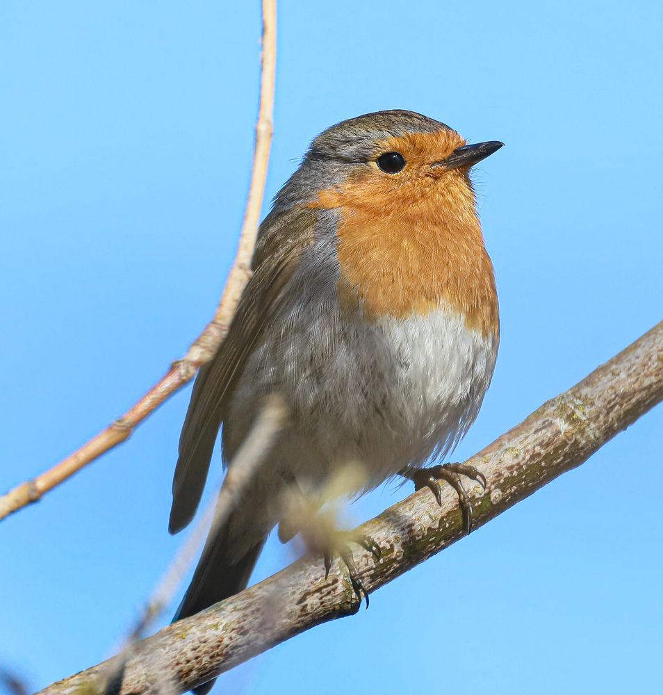 Малиновки заслышав голосок