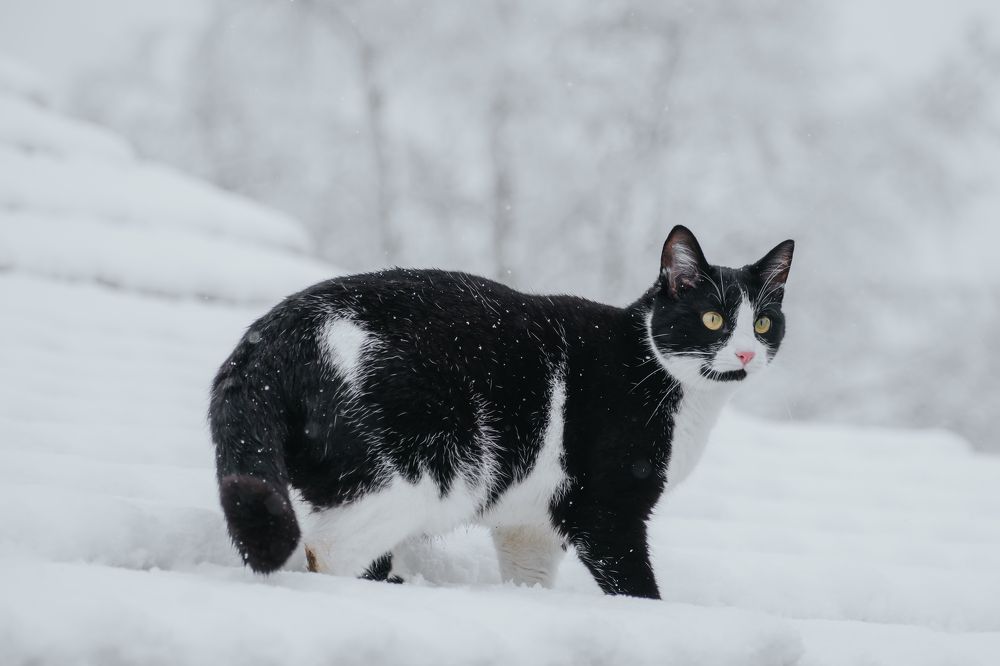 Photograph by Ivan Mandic