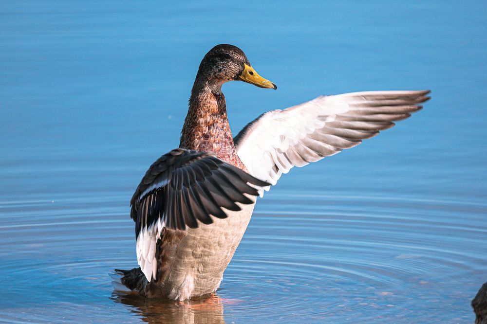 Приветствие