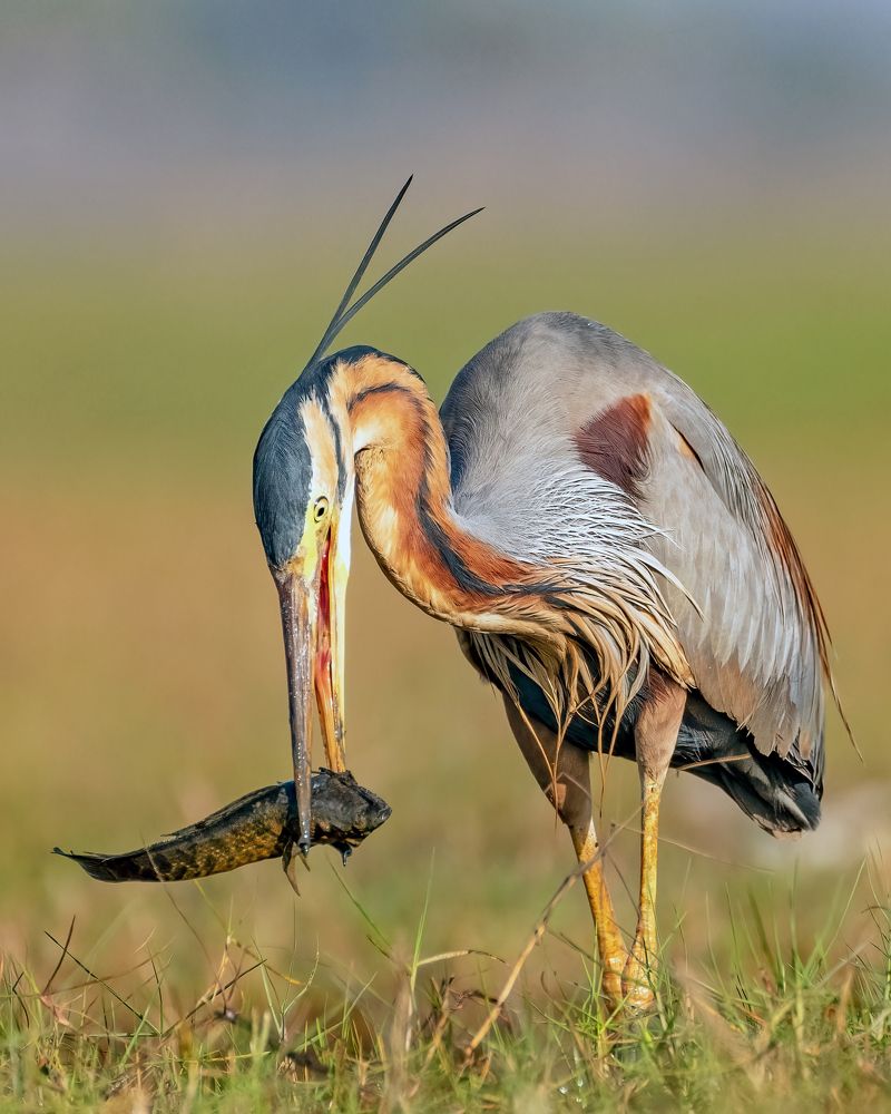 Photograph by Sourav Ganguli