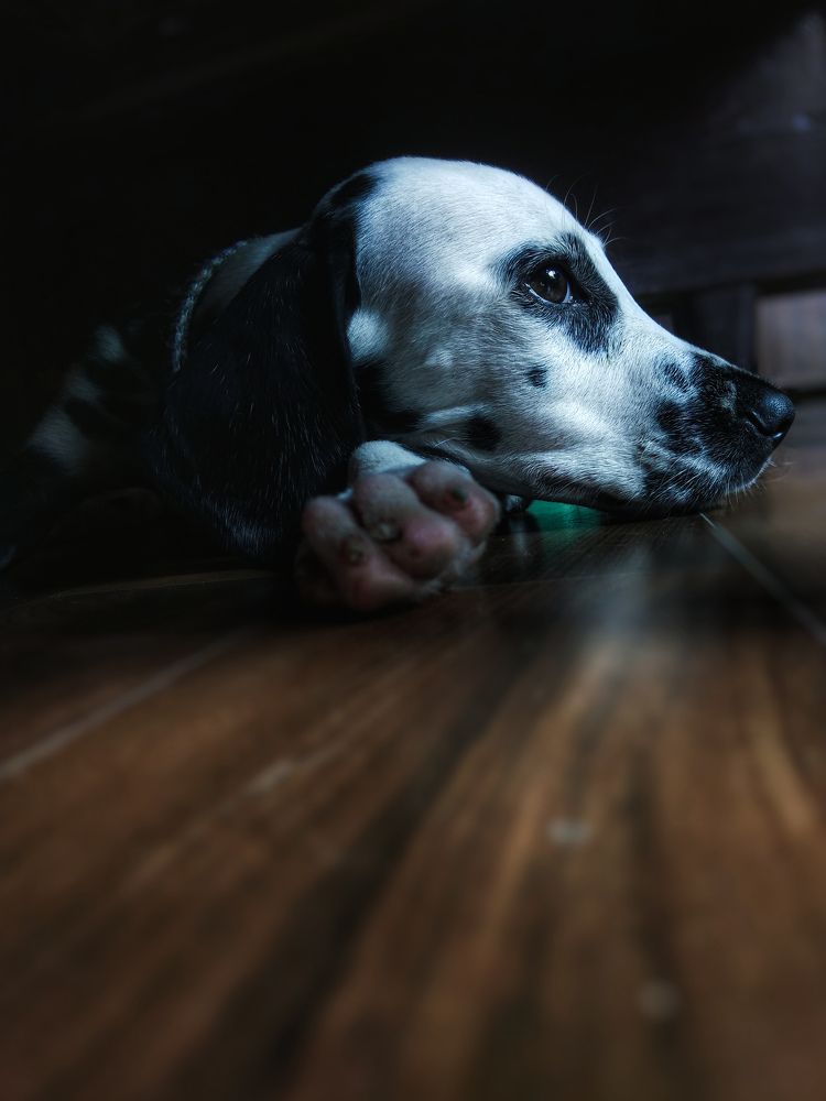 Photograph by Subrota Roy