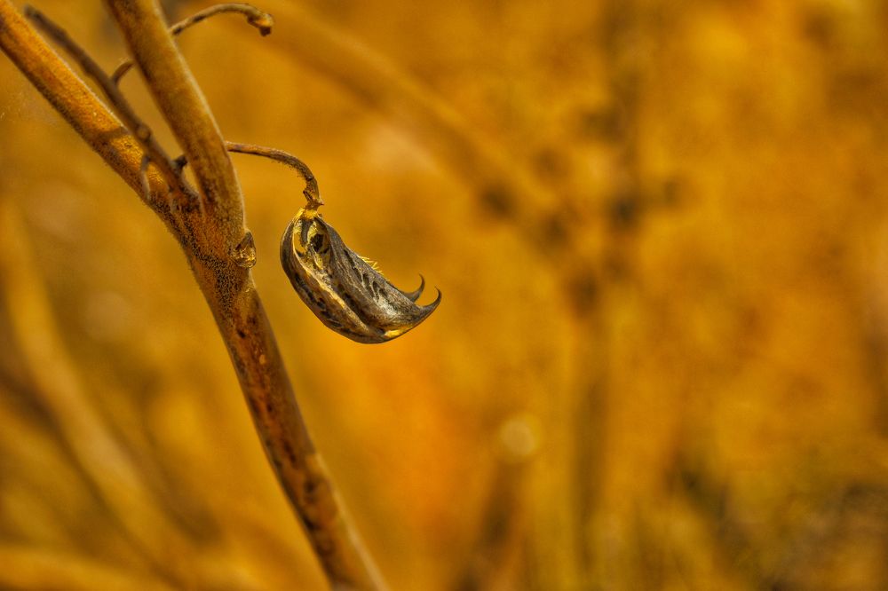 Photograph by Vincent SAWADOGO