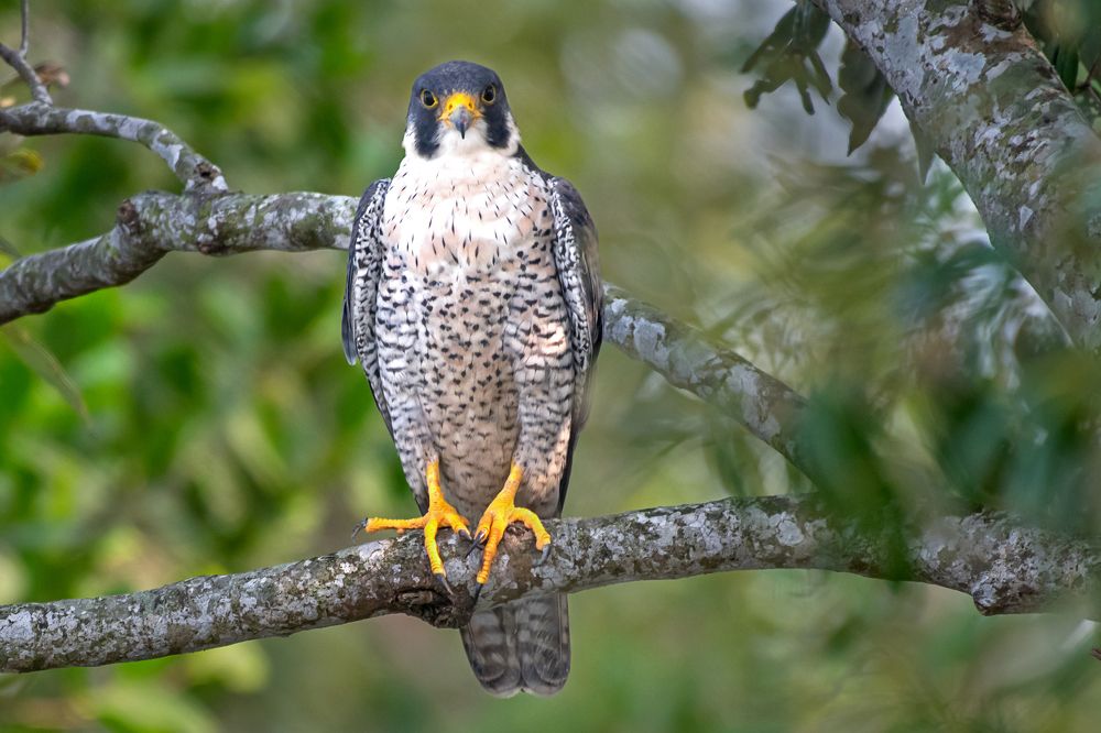 Peregrine falcon