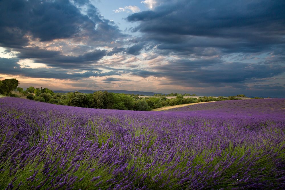Lavender fields on the Valensole