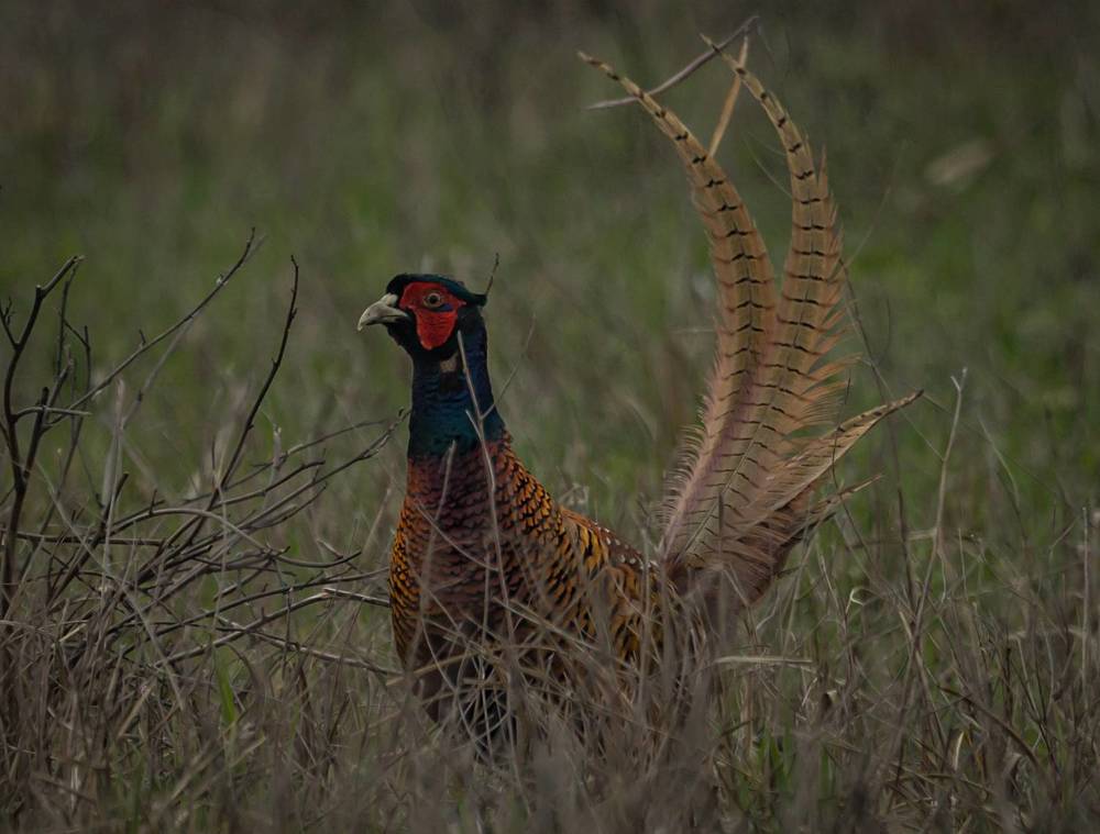 Семья фазанов