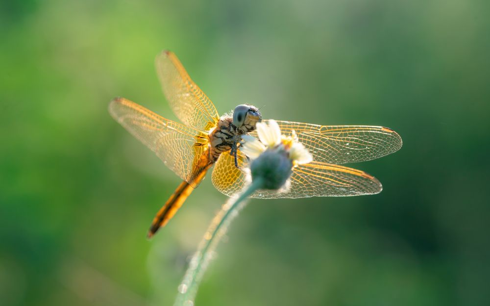 Photograph by Hemraj Chavhan A