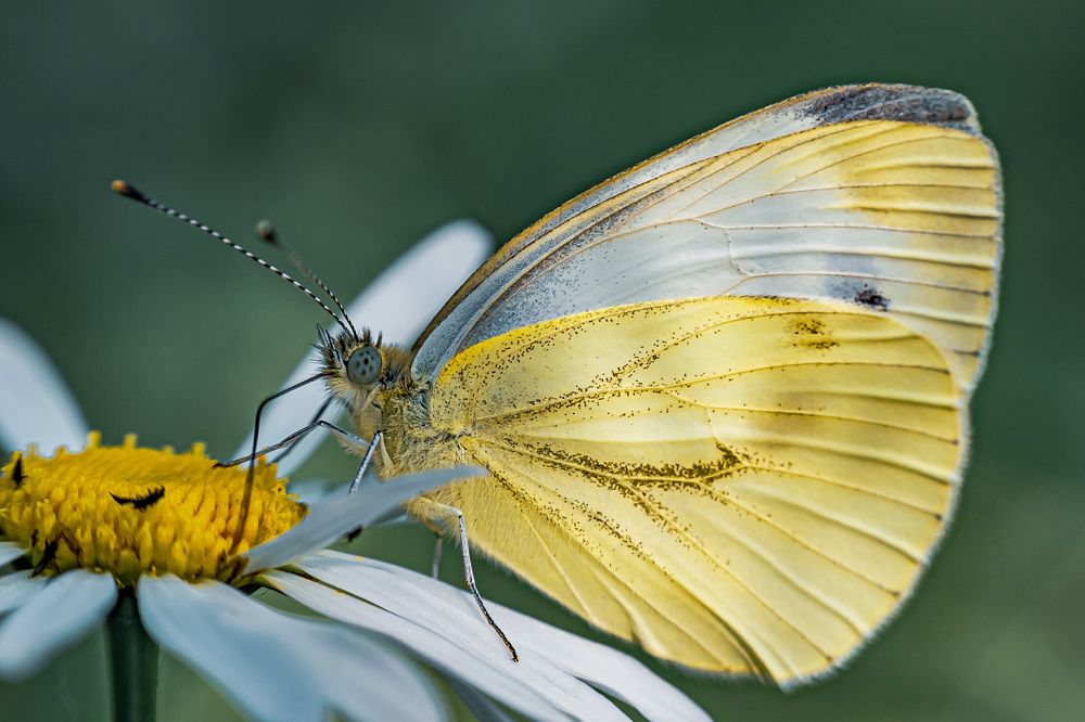 Фотография автора Николай Бологов