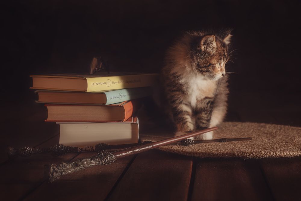 Photograph by Silvana Mestralet