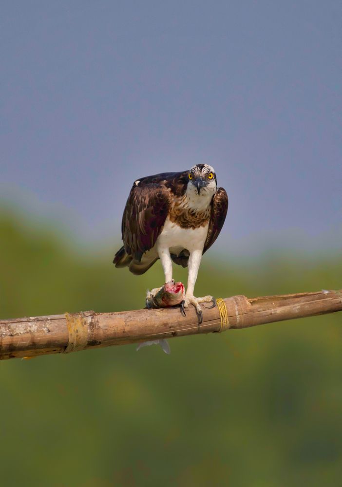 Photograph by Sagar Mondal